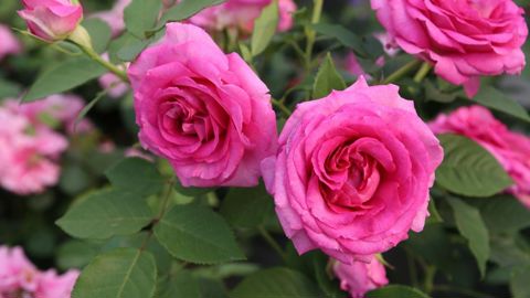 ‘Mademoiselle Maria’, rosier référencé KORcarmsis, obtenu par Kordes (Allemagne) a obtenu la Rose d’or et le prix du parfum au concours orléanais. ©Kordes/Globe Planter